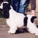 Fell for this gorgeous puppy
