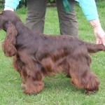 Winning Best Puppy at his first show