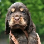 Age 6 weeks
