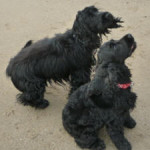 Alice and Isac_small