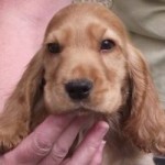 Baby Alice