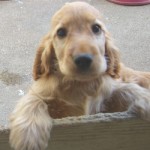 Baby Bella