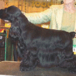 Showing at Crufts