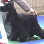 Best of Breed