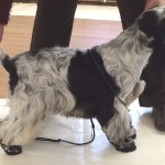 Minor puppy Home Counties cocker