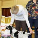 2nd show, Best Minor Puppy, Best Puppy dog, Best Puppy in Show, North Midland cocker