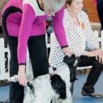 Best Puppy in breed , Boston Championship show
