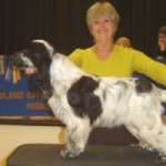 1st show, Best Minor Puppy dog at Midland cocker