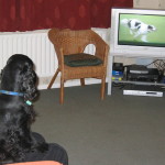 Huh!! I am not impressed watching Crufts !!
