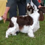 Super lady ,my Reserve CC winner
