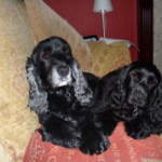 Lex and Darcy_small