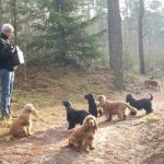 Some of my dogs enjoying life in Holland