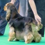 Lucas at Crufts , grown up !