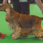 Marlon winning 1st place at Crufts 2014
