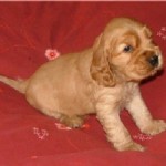 Monty 5 weeks old ..