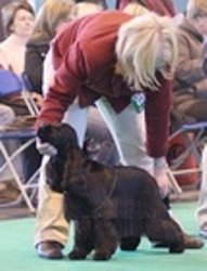 on_ice_at_crufts