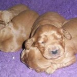 12 days old, eyes opening