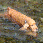 Simon the swimmer