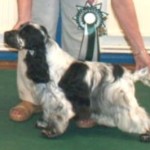 Best Opposite Sex in show at West of England cocker
