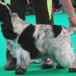 Best Puppy Dog at Crufts 2015