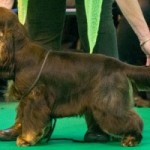 Williams Grandson "Wooster" at Crufts