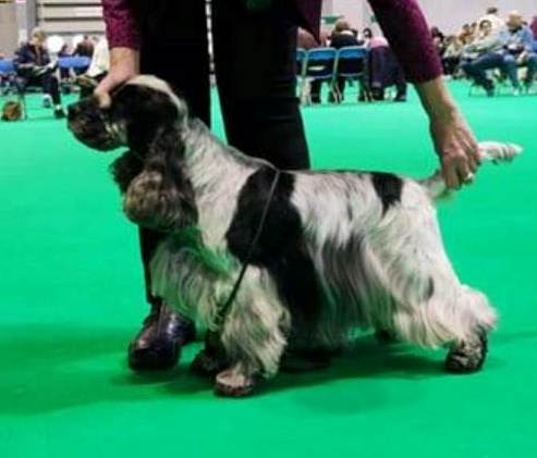 Cromby winning Veteran at Crufts 2022