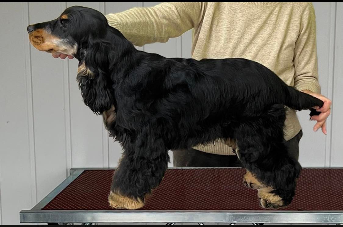 Black tan cocker shop spaniel