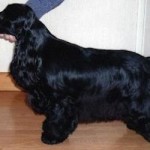 claramand_black_diamond