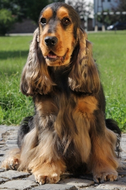 Black sable hot sale cocker spaniel