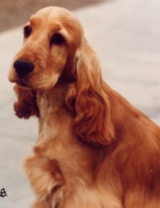 Frank, has a superb head and eye, typical of the breed