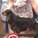 Winning Best Puppy in Show