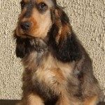 Lucas Just 16 weeks old