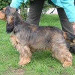 Lucas now 6 months Best Puppy at his first show