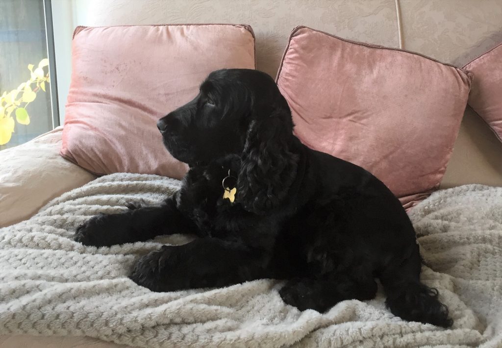 Ralph the pet Ralph the pet