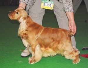 Winning At Crufts