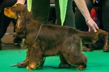 Wooster at Crufts